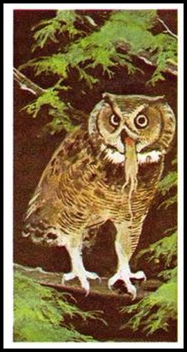 14 Great Horned Owl